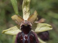 Ophrys passionis 21, Saxifraga-Willem van Kruijsbergen