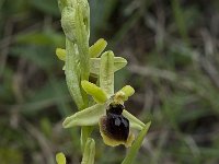 Ophrys passionis 23, Saxifraga-Willem van Kruijsbergen