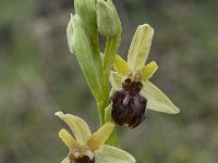 Ophrys passionis 24, Saxifraga-Willem van Kruijsbergen