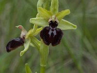 Ophrys passionis 25, Saxifraga-Willem van Kruijsbergen