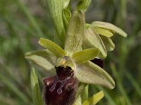 Ophrys passionis 27, Saxifraga-Willem van Kruijsbergen