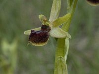 Ophrys passionis 30, Saxifraga-Willem van Kruijsbergen
