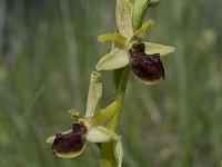 Ophrys passionis 31, Saxifraga-Willem van Kruijsbergen