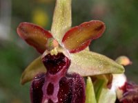 Ophrys passionis 33, Saxifraga-Hans Dekker