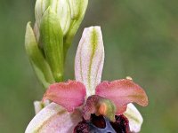 Ophrys passionis 34, Saxifraga-Hans Dekker