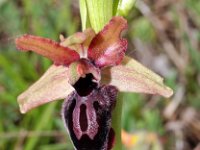 Ophrys passionis 35, Saxifraga-Hans Dekker