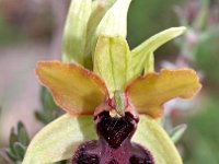 Ophrys passionis 36, Saxifraga-Hans Dekker