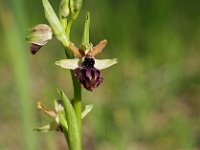 Ophrys passionis 37, Saxifraga-Hans Dekker