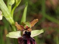 Ophrys passionis 38, Saxifraga-Hans Dekker