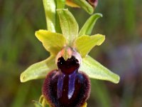 Ophrys passionis 39, Saxifraga-Hans Dekker