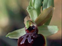 Ophrys passionis 4, Saxifraga-Hans Dekker