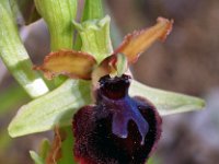 Ophrys passionis 40, Saxifraga-Hans Dekker