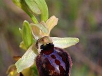 Ophrys passionis 43, Saxifraga-Hans Dekker