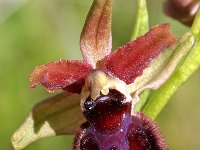 Ophrys passionis 44, Saxifraga-Hans Dekker