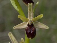 Ophrys passionis 7, Saxifraga-Willem van Kruijsbergen