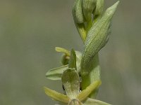 Ophrys passionis 8, Saxifraga-Willem van Kruijsbergen