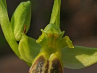 Ophrys phaseliana 1, Saxifraga-Hans Dekker
