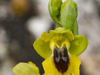 Ophrys phryganae 1, Saxifraga-Harry Jans