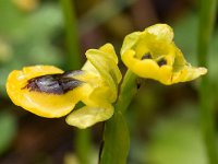 Ophrys phryganae 2, Saxifraga-Harry Jans