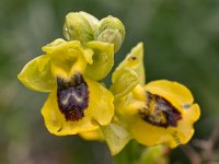 Ophrys phryganae 3, Saxifraga-Harry Jans