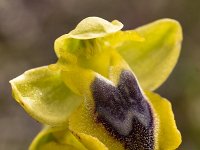 Ophrys phryganae 4, Saxifraga-Harry Jans