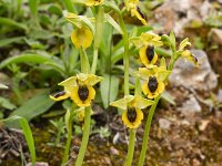 Ophrys phryganae 5, Saxifraga-Harry Jans