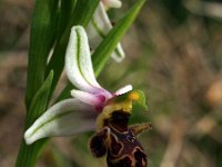 Ophrys picta 1, Saxifraga-Hans Dekker