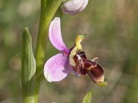 Ophrys picta 10, Saxifraga-Hans Dekker