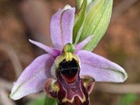 Ophrys picta 11, Saxifraga-Hans Dekker
