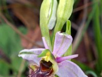 Ophrys picta 12, Saxifraga-Hans Dekker