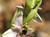 Ophrys picta 2, Saxifraga-Hans Dekker