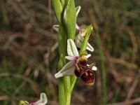 Ophrys picta 3, Saxifraga-Hans Dekker