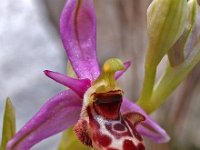 Ophrys picta 4, Saxifraga-Hans Dekker