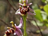 Ophrys picta 5, Saxifraga-Hans Dekker