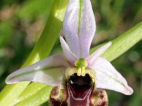 Ophrys picta 6, Saxifraga-Hans Dekker