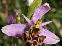 Ophrys picta 7, Saxifraga-Hans Dekker