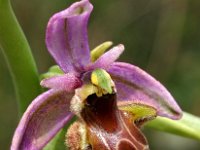 Ophrys picta 8, Saxifraga-Hans Dekker