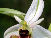 Ophrys picta 9, Saxifraga-Hans Dekker