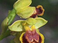 Ophrys praemelena 3, Saxifraga-Hans Dekker