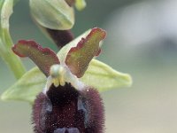 Ophrys promontori 1, Saxifraga-Hans Dekker