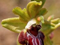 Ophrys provincialis 1, Saxifraga-Hans Dekker