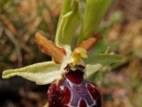 Ophrys provincialis 2, Saxifraga-Hans Dekker