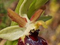 Ophrys provincialis 3, Saxifraga-Hans Dekker