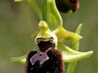 Ophrys provincialis 5, Saxifraga-Hans Dekker