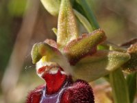 Ophrys provincialis 6, Saxifraga-Hans Dekker