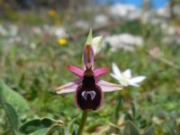 Ophrys pseudobertolonii ssp bertoloniiformis 1, Saxifraga-Ed Stikvoort