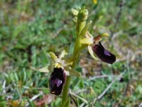 Ophrys pseudobertolonii ssp bertoloniiformis 3, Saxifraga-Ed Stikvoort