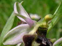 Ophrys pseudoscolopax 1, Saxifraga-Hans Dekker