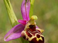 Ophrys pseudoscolopax 3, Saxifraga-Hans Dekker