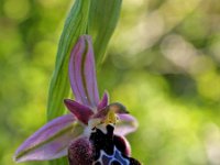 Ophrys reinholdii 1, Saxifraga-Hans Dekker